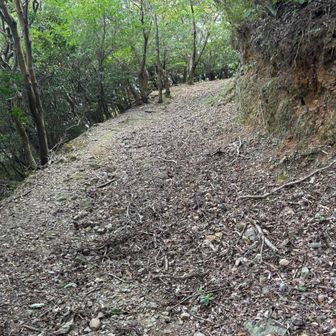 足元岩でゴツゴツだけど、歩きやすい👍
またしても虫🦟に付き纏われおります😫