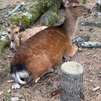 久しぶりの動物に
なんか安心😮‍💨