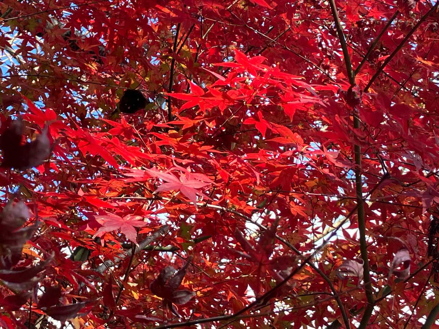 頭高山入口のモミジ。今日一番の紅葉