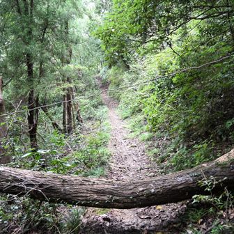 浅間山から駐車場に向かう登山道は倒木あり。行き止まりかと思った^^;