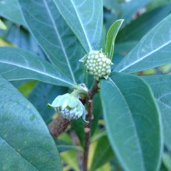 石尊山登山口の三椏の蕾