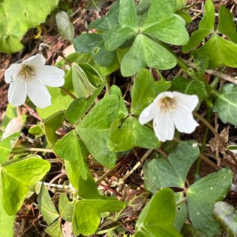 上がるときは、つぼみだったけど
下山のときは、咲いていました