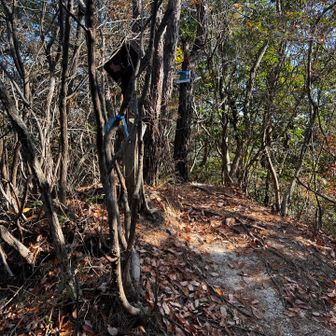50　哮峯　187.8m
No.16（哮ヶ峰)
当初はピトンの小屋からの径を行くつもりだったのだが、径が発見できず。回り道をして吊り橋付近からピークを目指すことにした。