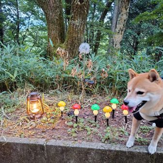きのこの山