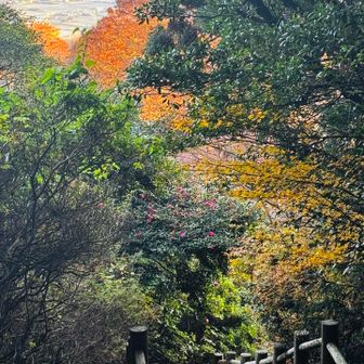 山茶花も咲いてます。