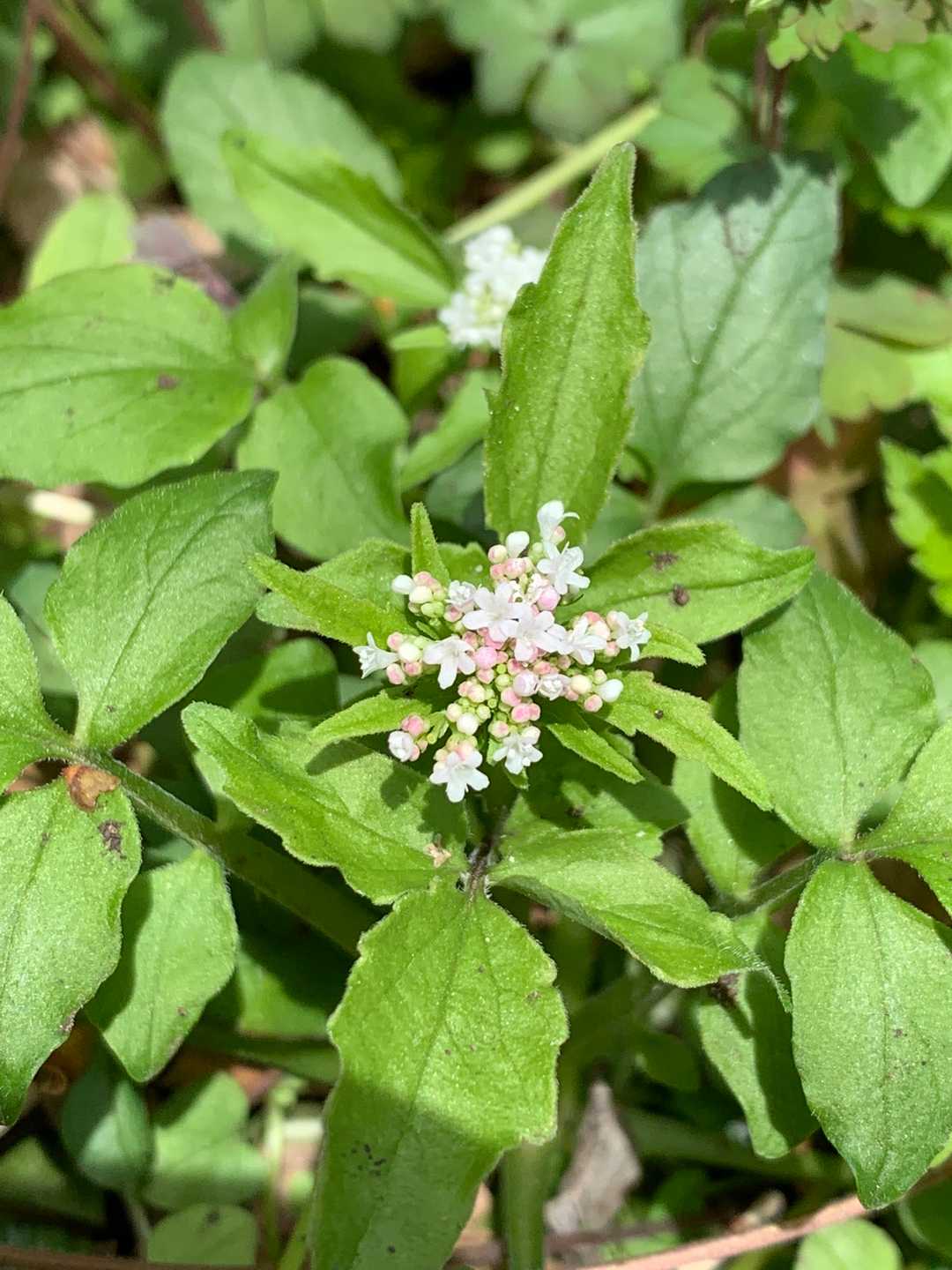 わかりません💦けどもかわいいから出逢えて満足♪花を覚える気がないわけじゃ無いんですが、なかなか、、(記憶メモリ量の問題)

※カノコソウだそうです🙏✨
覚えろジブン！笑