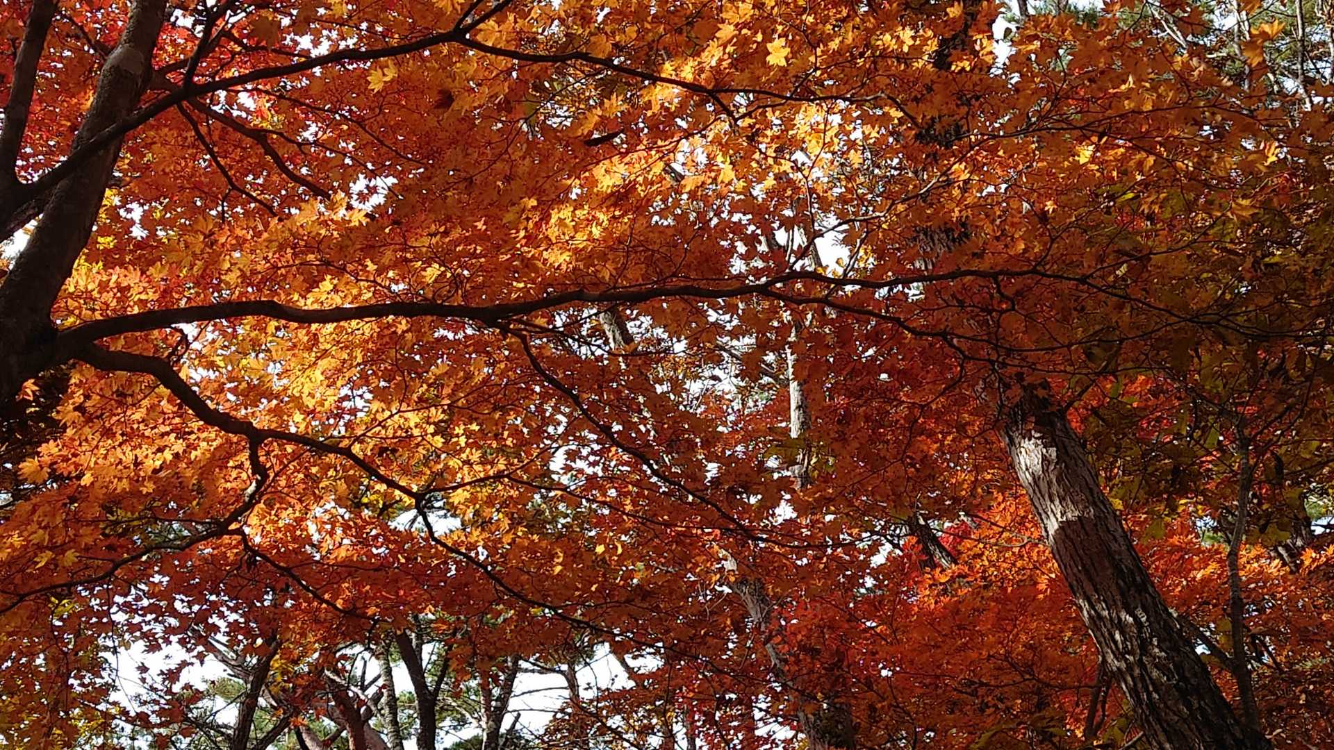 今日は🍁も楽しみにしてました🤗