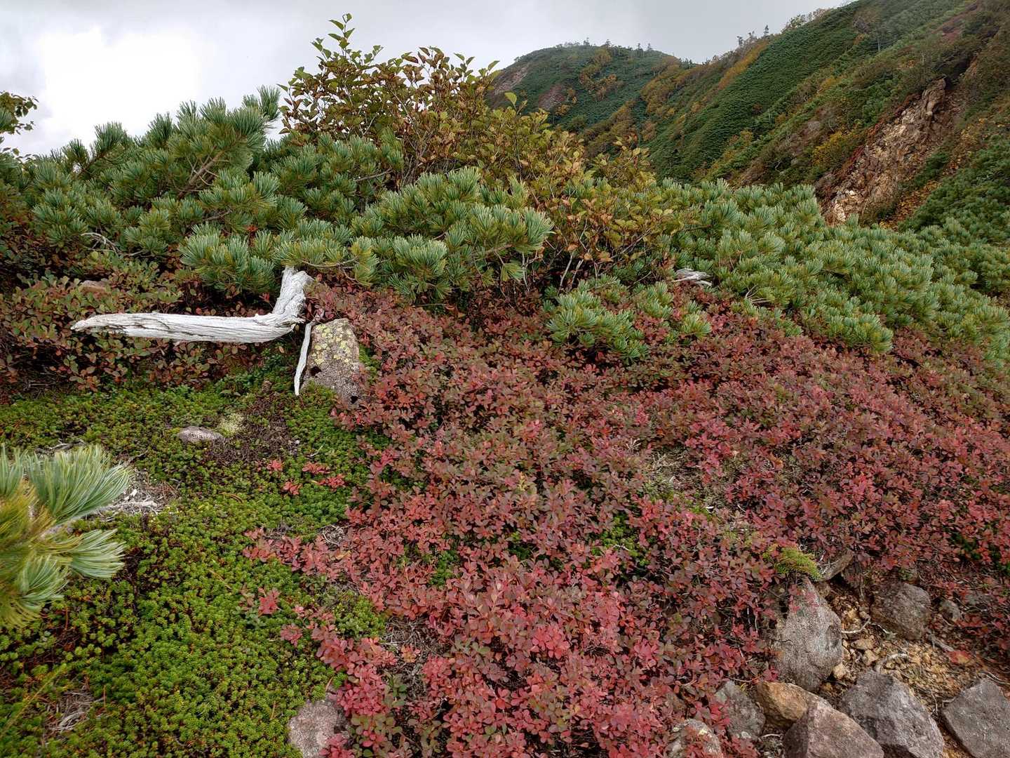 梵字飯場跡-志津峠-大真名子山-小真名子山-富士見峠-女峰 周回コースの写真