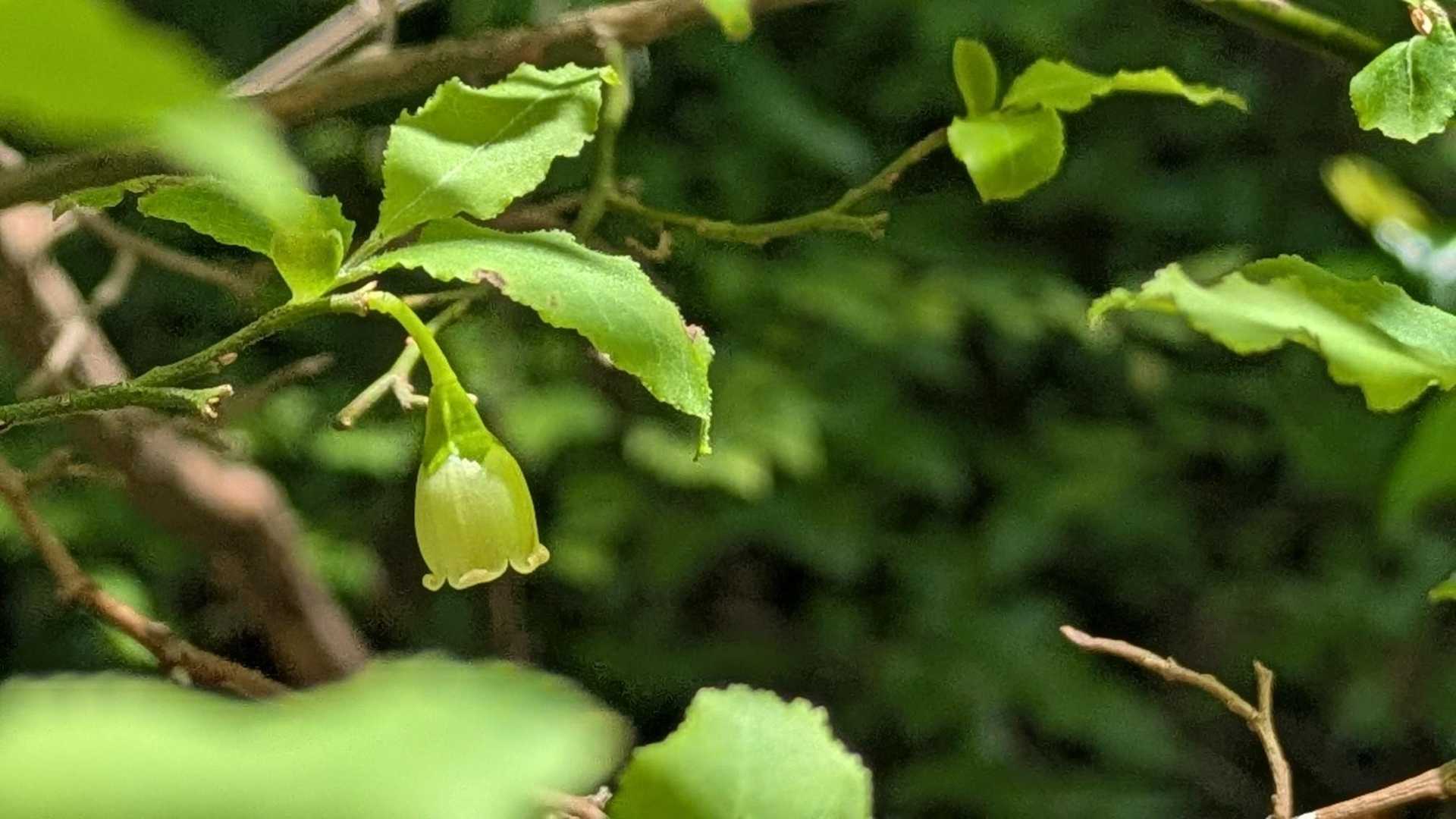 この木の名前、わからないけど、お花のフリルが可愛いです