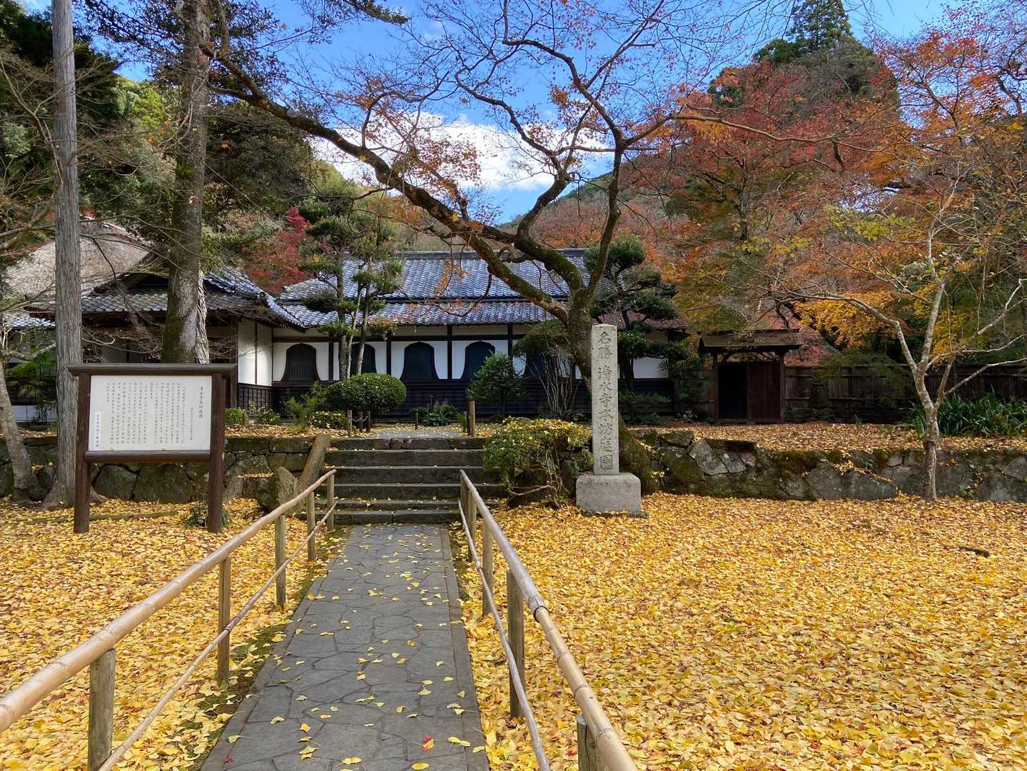 本坊庭園は銀杏の絨毯✨