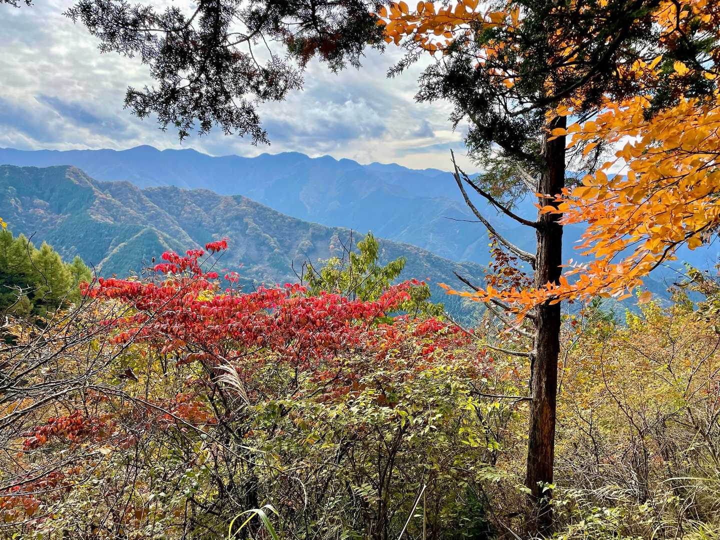 紅葉🍁