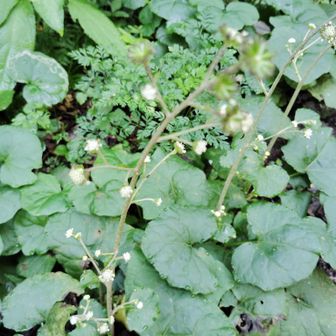 ノブキの花
たしかに葉っぱがフキですね！