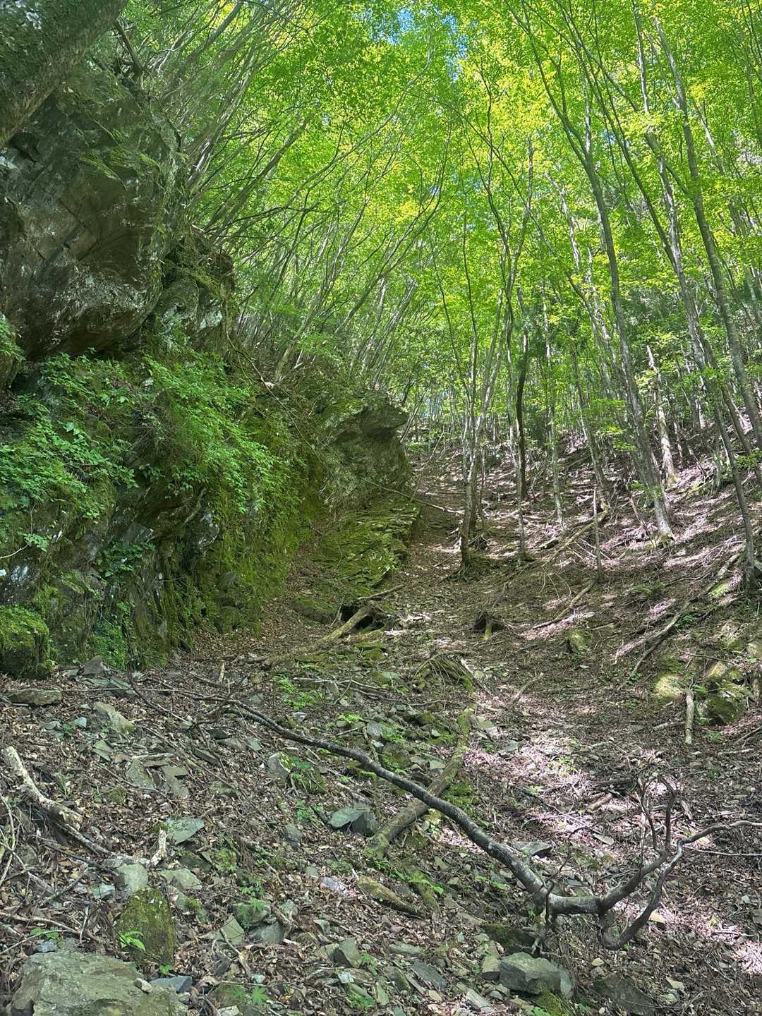 気持ちいい道🌿