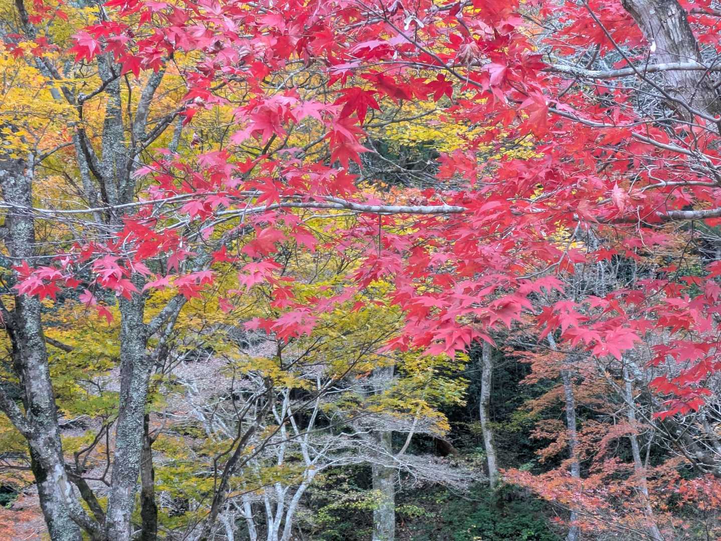 もみじだな〜🍁
