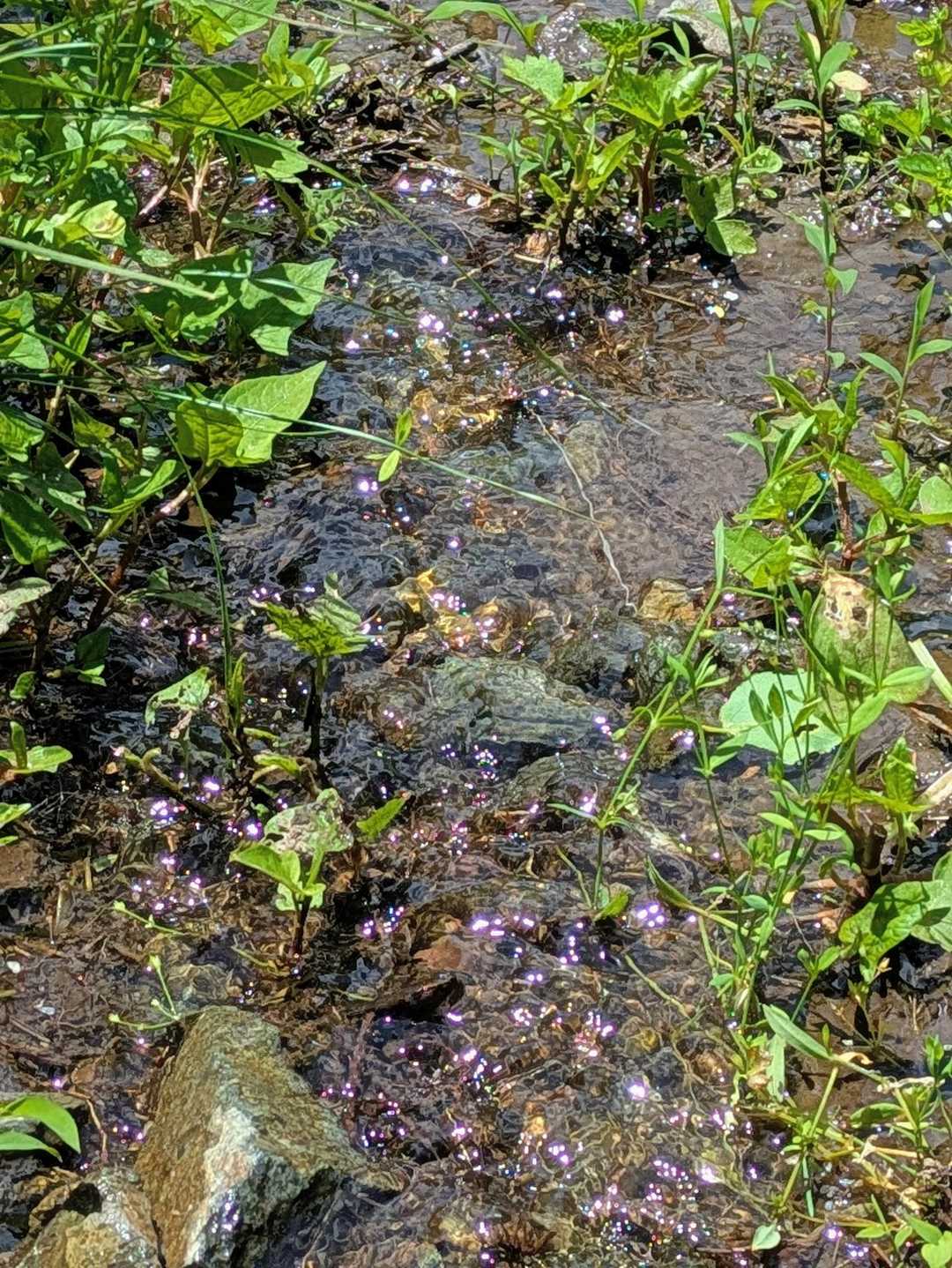 水が流れているので飲みに来たのかな？