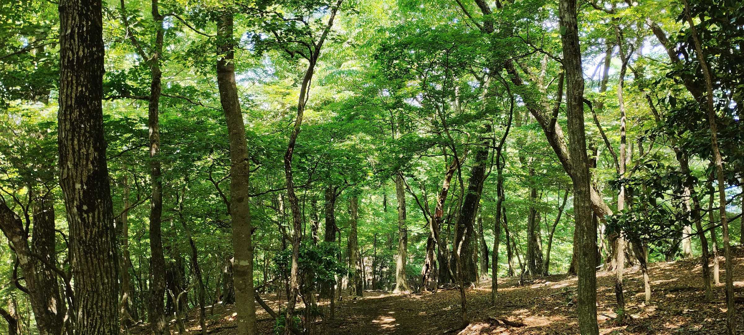 新緑の森で、