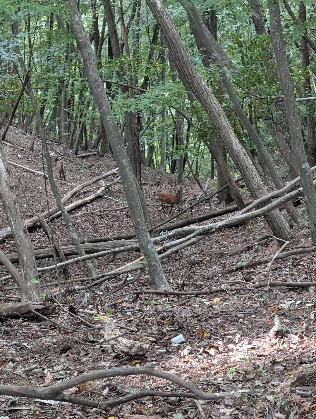 🦌🦌