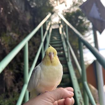 🐥✨