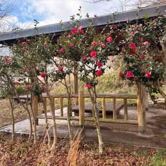 妙見山🅿️
ごーるてぃんです🏁