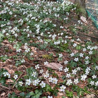 おつかれ山
沢沿いには星屑みたいに群生⭐️🌟
癒してくれてありがとう