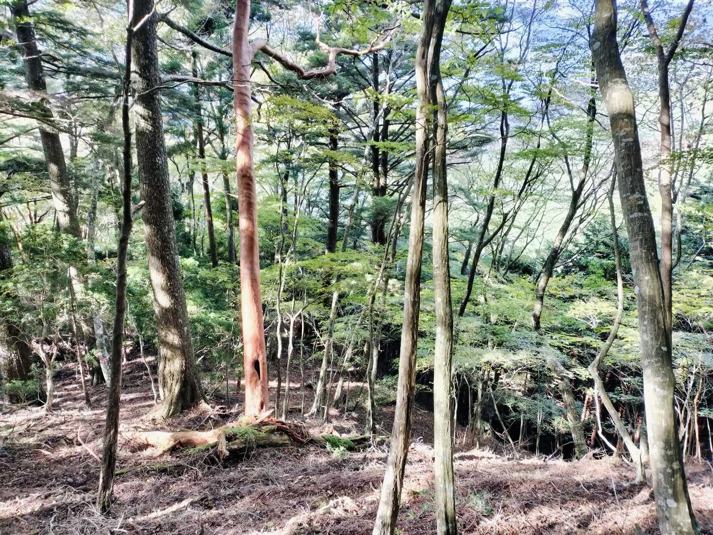 少し迷いながら上って
ちょっと振り返り