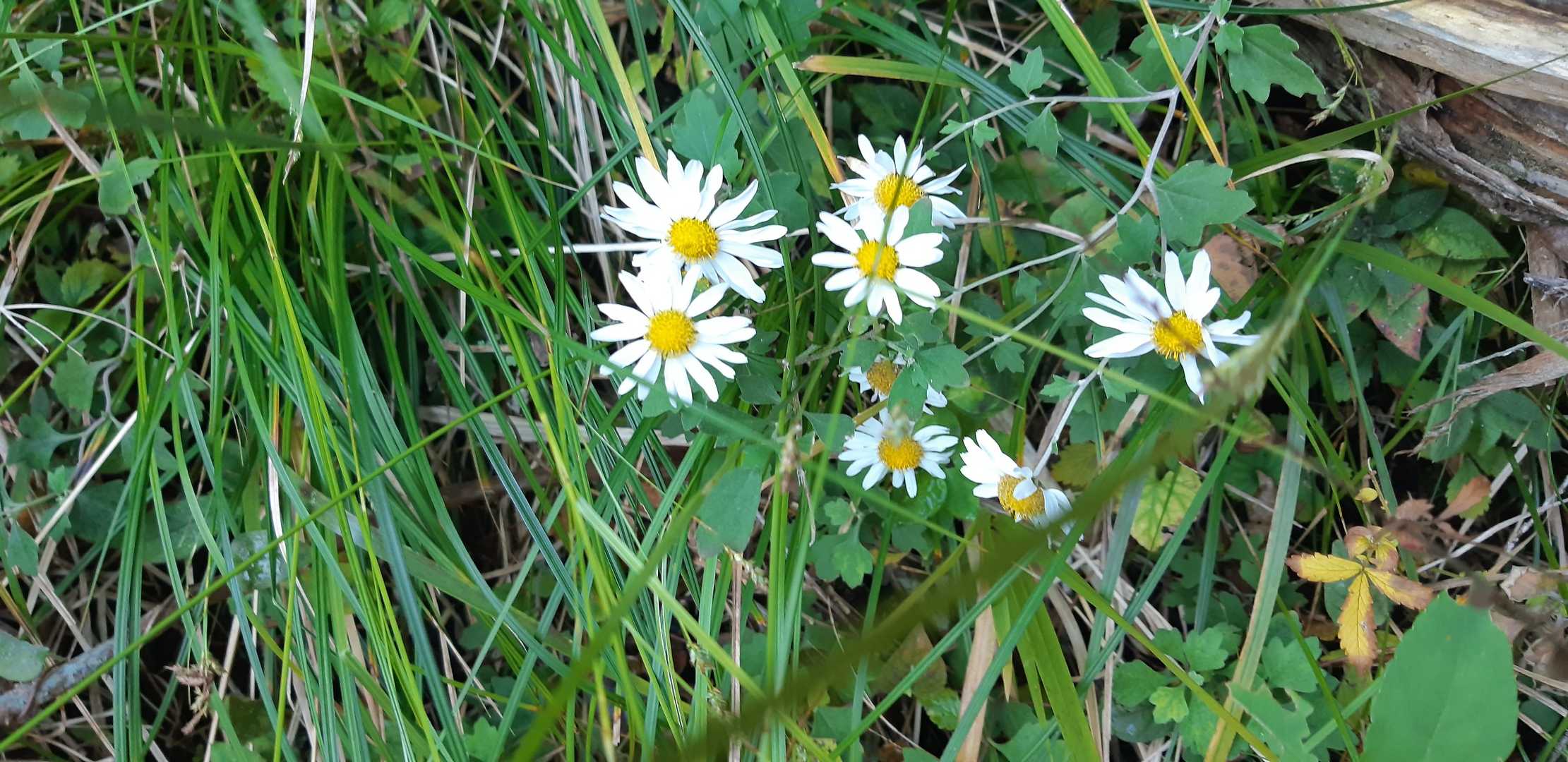 お出迎えの花