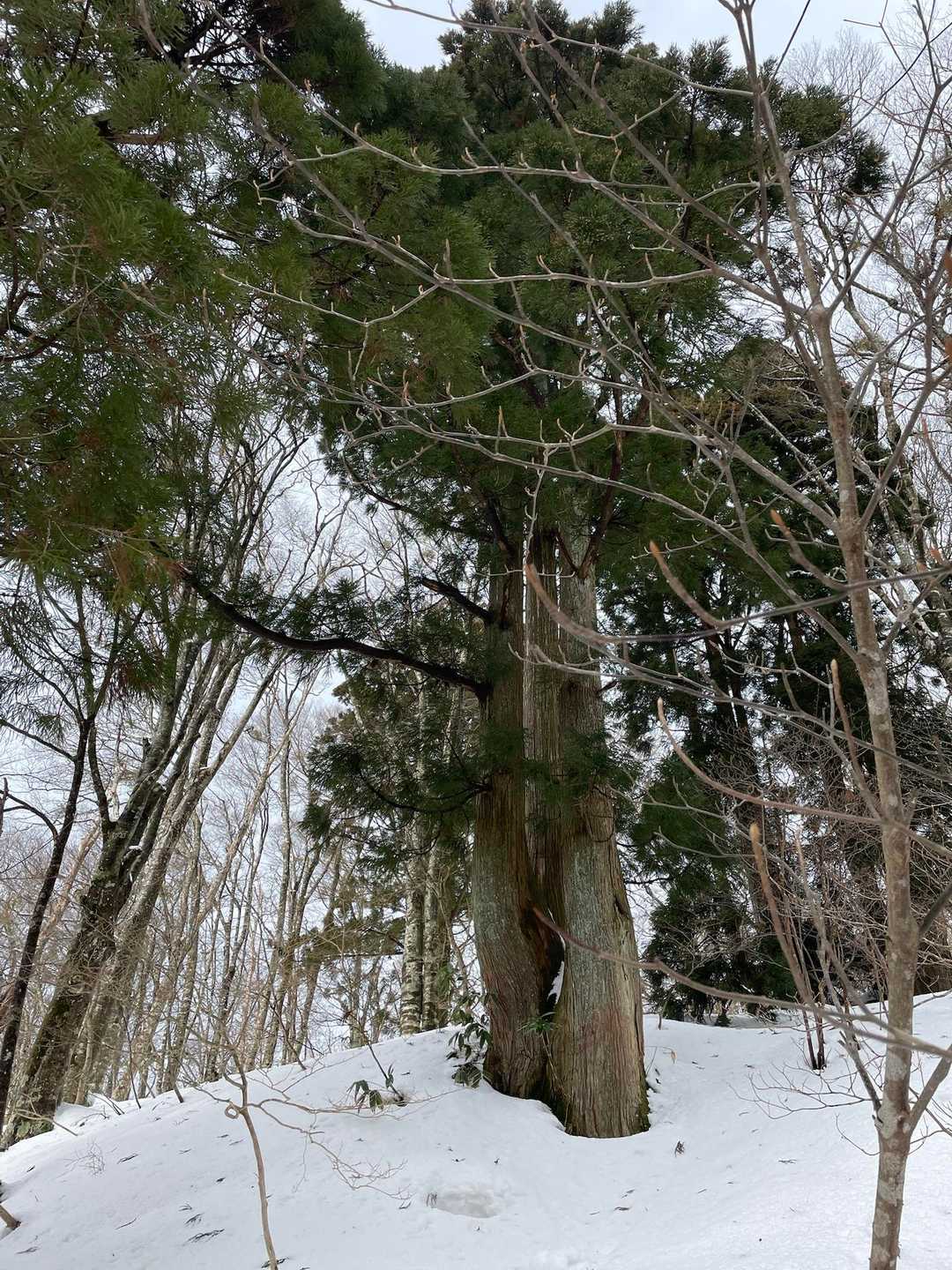 大きな木🌳
