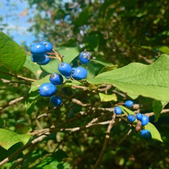 この写真2枚では表現出来ないんです…
数百どころか実が🔵1000個を超えているのではないでしょうか🤩
先程の千手ブナならぬ千サワフタギです🔵
と言う訳で動画も撮ってみました↓
https://youtube.com/shorts/kJmDW3l5igI?si=sk9SFlxfZRW5xWuL
ある意味本日一番の衝撃でした🤩