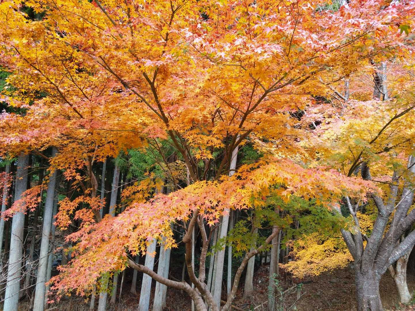雲母谷の高-堀坂山-堀坂峠-堀坂峠の高-観音岳 周回コースの写真