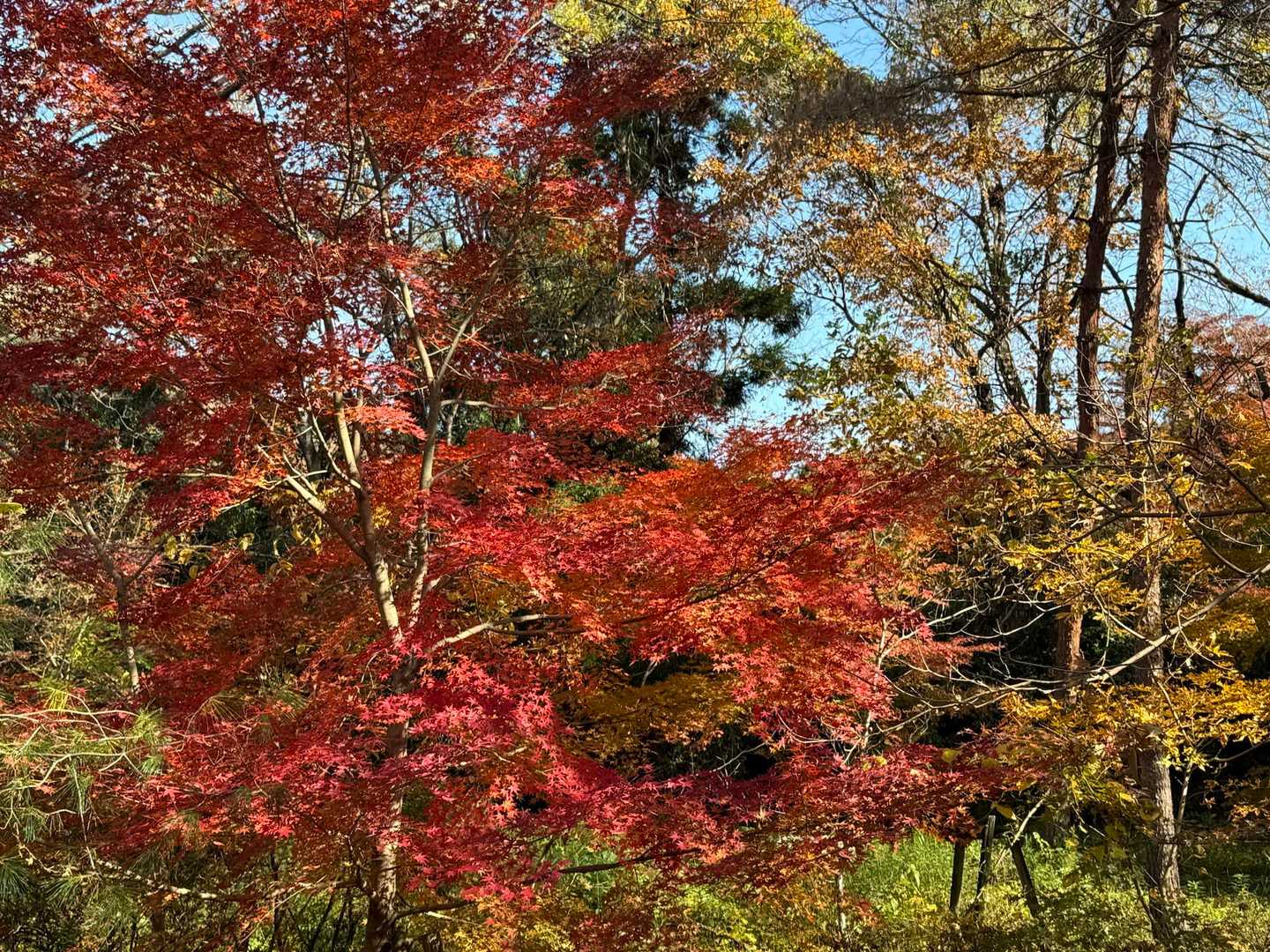 与謝野晶子「比企の渓」歌碑-大平山-大平山登山口 周回コースの写真