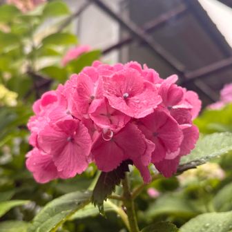 雨粒が落ちそうな紫陽花💦