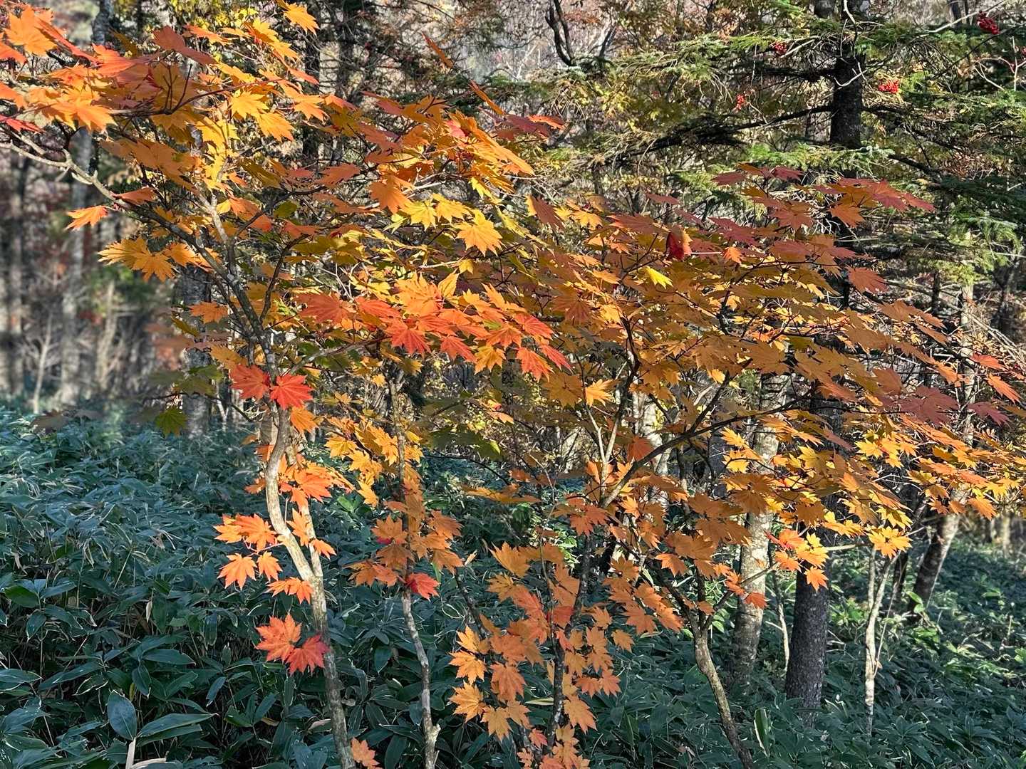 先週冠雪したから紅葉🍁終わりかな？と思ってたけど、まだ綺麗なの残ってたー🙌