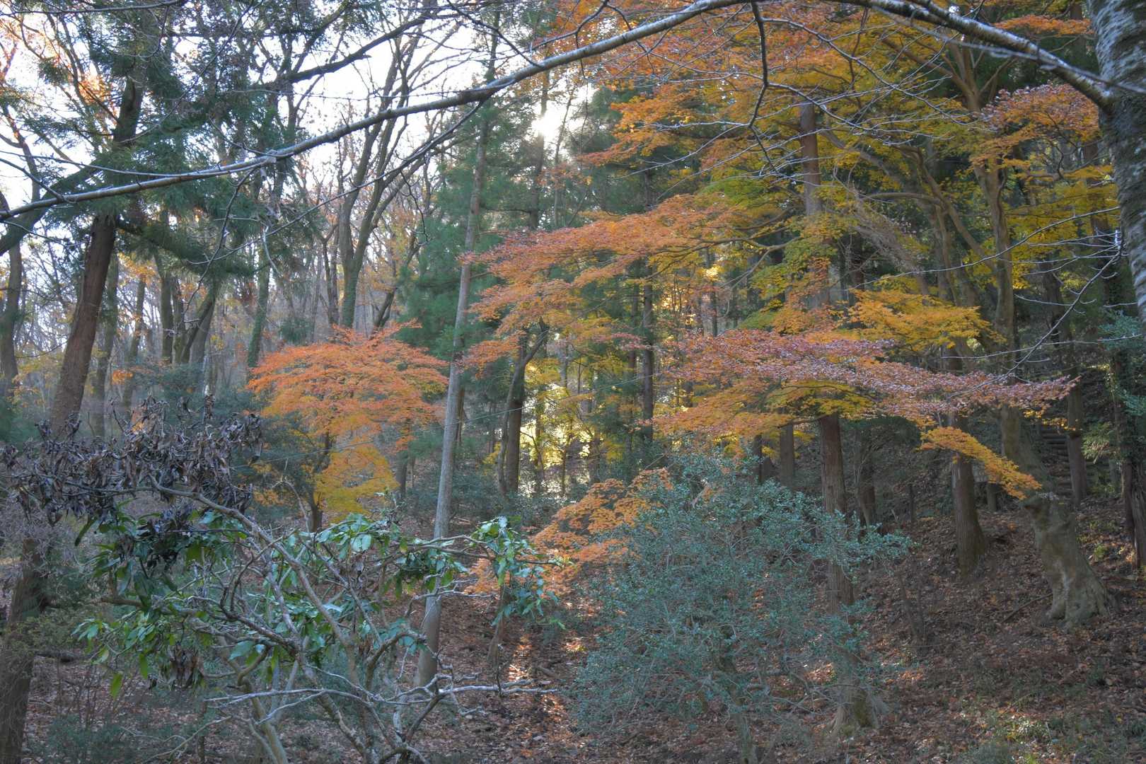 まだ紅葉残っています