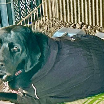 こちらも青天狗さんのワンコ