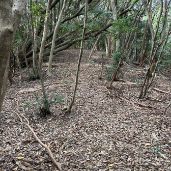 わくわくしながら登る