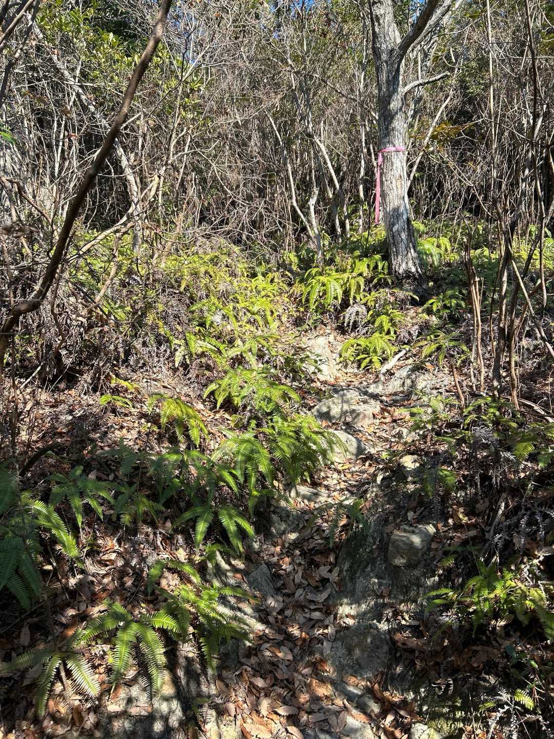 シダ。やっぱり冬は少ないな、と油断させておいて・・