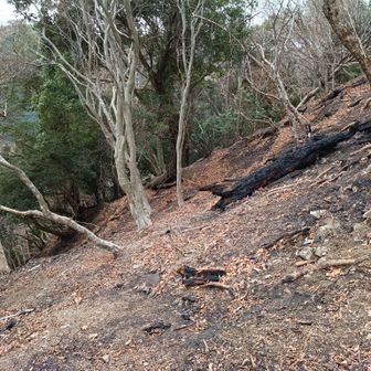 山火事の後っぽいものが残ってました。