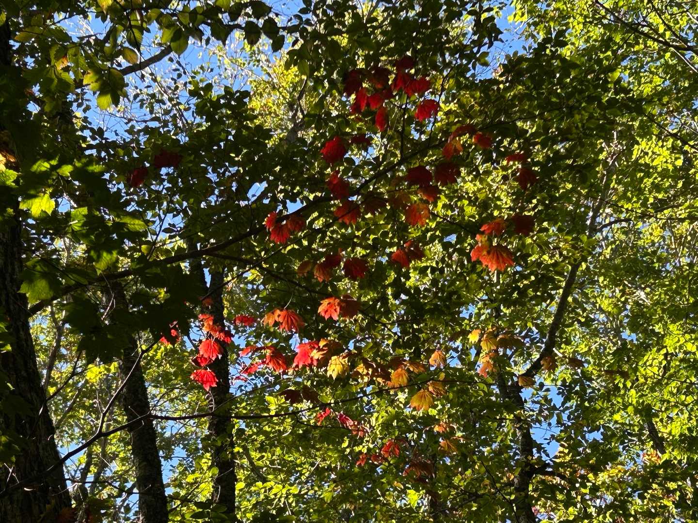 綺麗に紅葉🍁