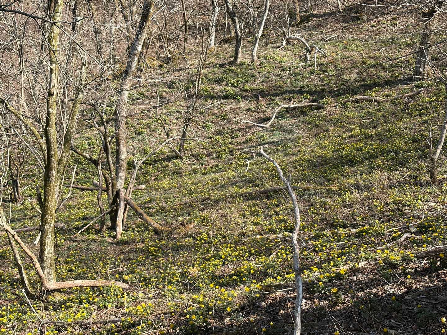 写真では黄色だけだけど、目で見たら、もっと黄色くて、福寿草がいっぱい