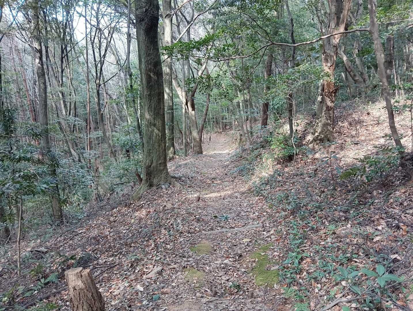 緩やかな下りを🚶