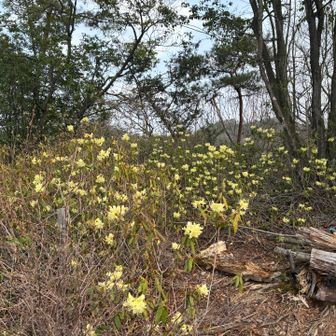 ヒカゲツツジの咲く時が一番好き🥰