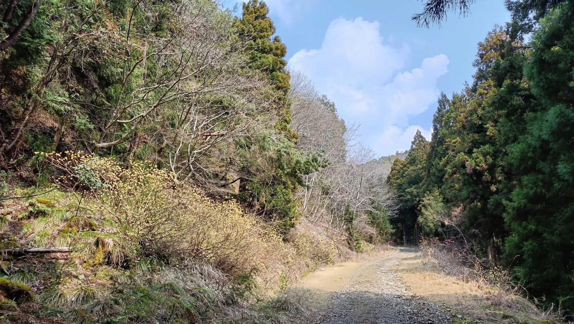 入口から5分ほどで早くも第1ミツマタ発見💛(左側)