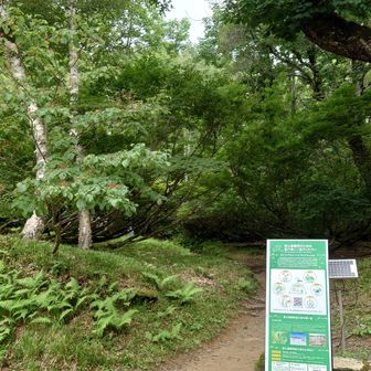 雨が気になり太郎平から折立まで急いで下山
結局今回は高天ヶ原温泉から宿に戻る時に
雨に降られただけ。ラッキー