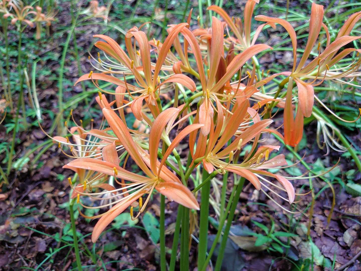 キレイな花ですね