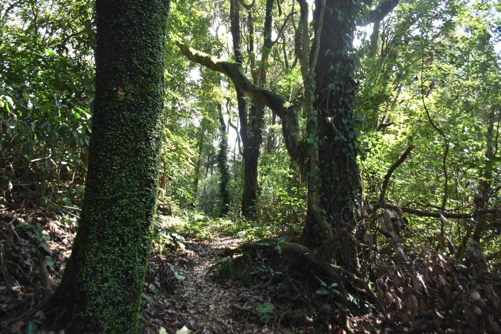 低山だけど、まあまあ太い木も多い。
