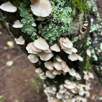 ツヤツヤして美味しそう、食べられるのかしら🧐⁉️