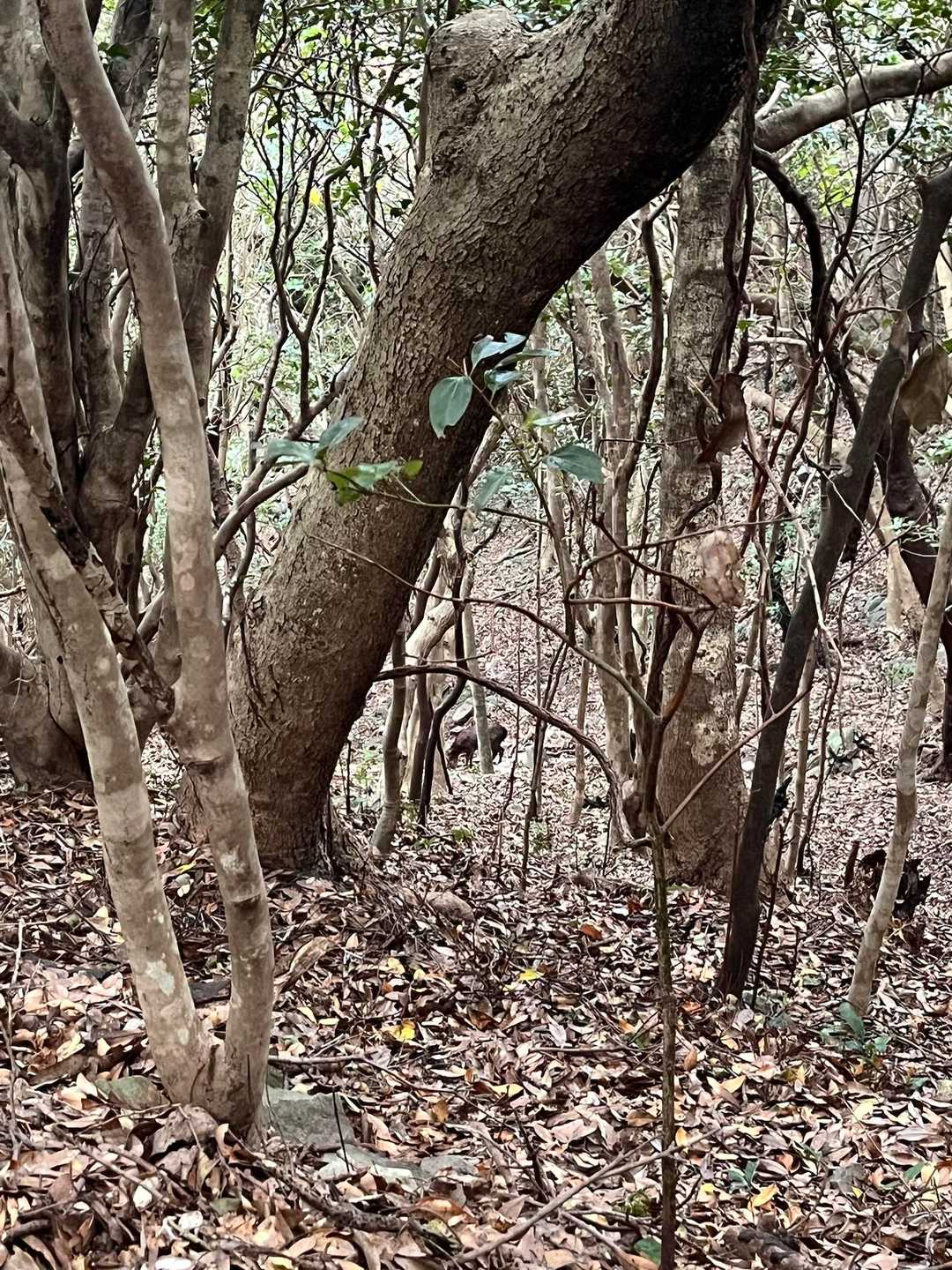 🦌