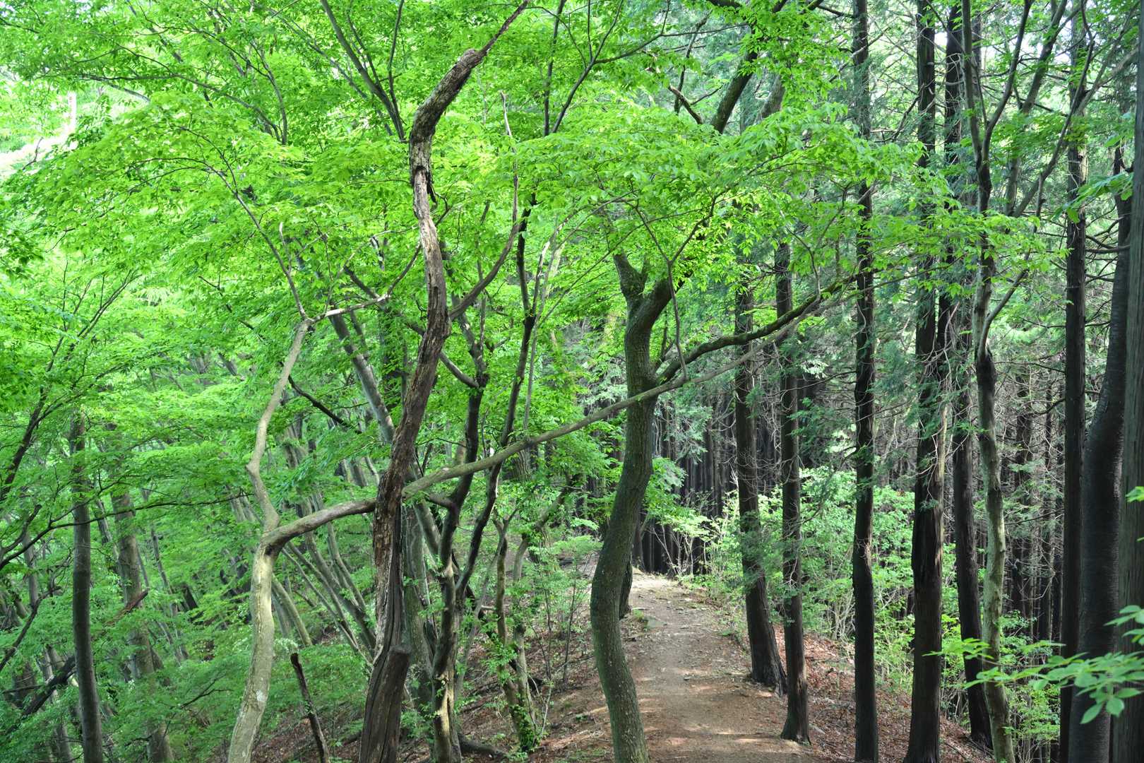 この日は暑かったけど、樹林帯では、時より心地よい風が吹き抜けて気持ち良く歩けます