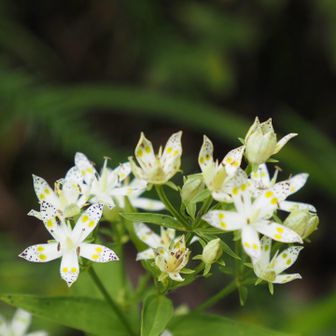 昨年までは
群生の中から7枚の花びら
セブンスター★探しされてたようですね