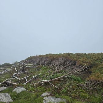 山頂に吹きつける北西の風の強さを伺い知ることができます